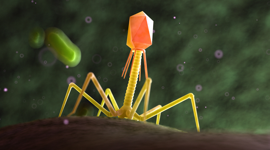 3d rendered medically accurate illustration of a bacteriophage on a bacteria